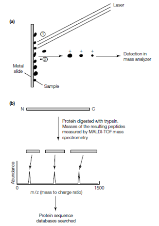 1301_Mass spectrometry.png